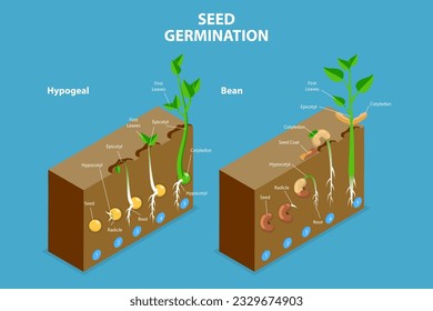 3D Isometric Flat Vector Conceptual Illustration of Seed Germination, Growing Plant