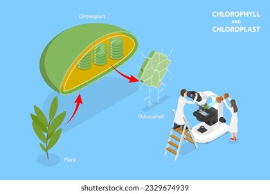3D Isometric Flat Vector Conceptual Illustration of Chlorophyll And Chloroplast , Labeled Educational Diagram