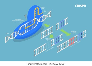 Ilustración conceptual del vector plano isométrico 3D de CRISPR, edición del genoma artificial