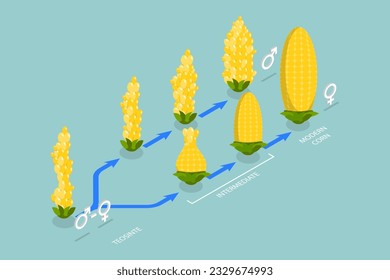 3D Isometric Flat Vector Conceptual Illustration of Artificial Selection, Genetic Engineering