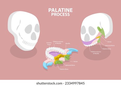 3D Isometric Flat Vector Conceptual Illustration of Palatine Process, Educational Diagram