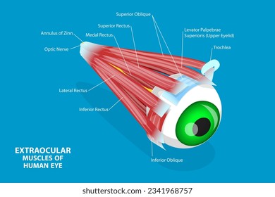 3D Isometric Flat Vector Conceptual Illustration of Extraocular Muscles Of Human Eye, Educational Medical Diagram