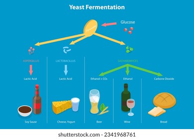 3D Isometric Flat Vector Conceptual Illustration of Yeast Fermentation, Sugar plus Yeast Without Oxygen