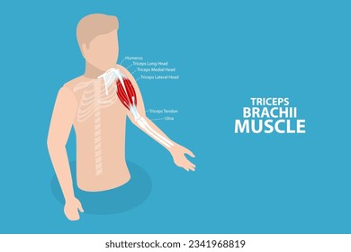 3D Isometric Flat Vector Conceptual Illustration of Triceps Brachii Muscle, Human Anatomy