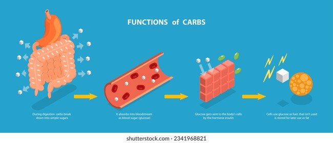 3D Isometric Flat Vector Conceptual Illustration of Functions Of Carbs, Explanation Diagram