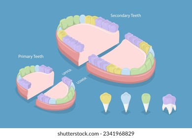 3D Isometric Vector Plano Iluminación Conceptual Ilustración de tipos de dientes, Plan Educativo