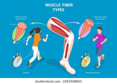 3D Isometric Flat Vector Conceptual Illustration of Muscle Fiber Types, Skeletal Muscle Structure