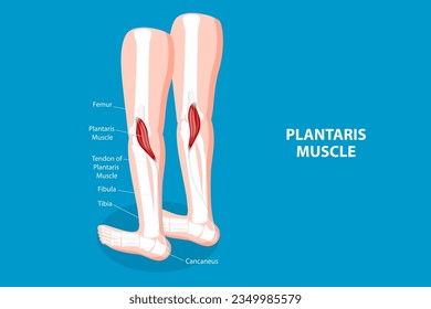 3D Isometric Flat Vector Conceptual Illustration of Plantaris Muscle, Medical Educational Diagram