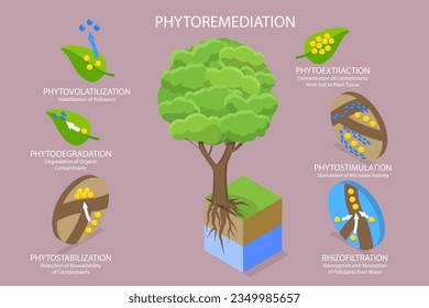 3D Isometric Flat Vector Conceptual Illustration of Phytoremediation, Educational Diagram