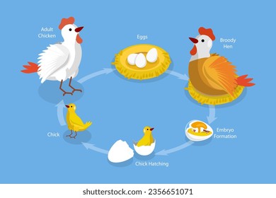 3D Isometric Flat Vector Conceptual Illustration of Chicken Life Cycle, Fertilized Eggs Development