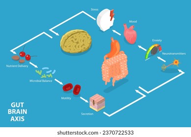 Isométrico Vector plano 3D Ilustración conceptual del eje del cerebro intestinal