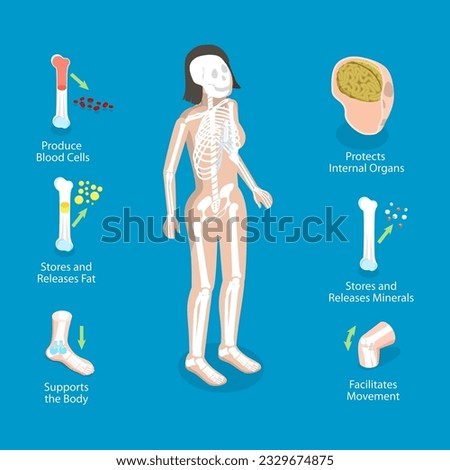3D Isometric Flat Vector Conceptual Illustration of Skeletal System Functions, Skeleton Diagram