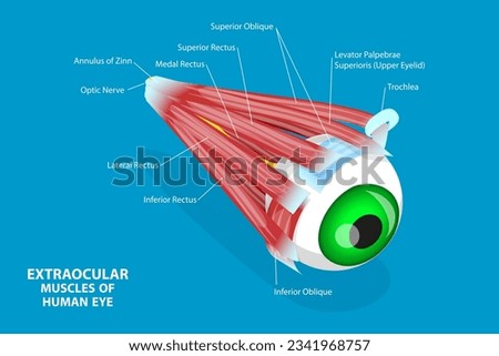 3D Isometric Flat Vector Conceptual Illustration of Extraocular Muscles Of Human Eye, Educational Medical Diagram
