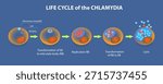 3D Isometric Flat Vector Illustration of Life Time Of Chlamydia, A Summary Of The Infection Process