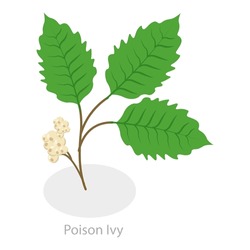 3D Isometric Flat Vector Illustration Of Poison Ivy, Allergy To Poison Plants. Item 2