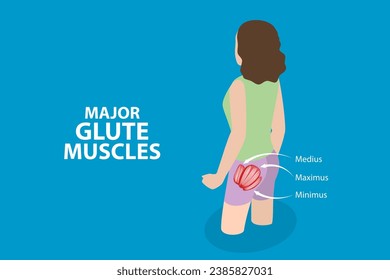 3D Isometric Flat Vector Illustration of Major Glute Muscles