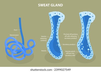 3D Isometric Flat Vector Illustration of Sweat Gland