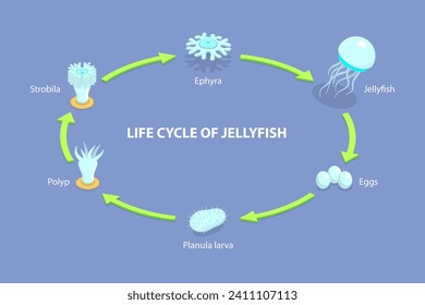 Isométrico Vector Plano 3D Ilustración del ciclo de vida de la medusa, etapas de desarrollo