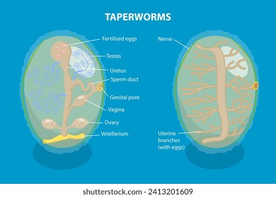 3D Isometric Flat Vector Illustration of Proglottid of Taperworm, Taenia Solium