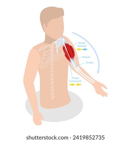 3D Isometric Flat Vector Illustration of Anatomical Contracted And Relaxed Arm Muscular, Biceps and Triceps Motion Anatomy. Item 2