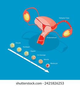 3D Isometric Flat Vector Illustration of Ovulation, Fertilization Implantation, Embryo Development