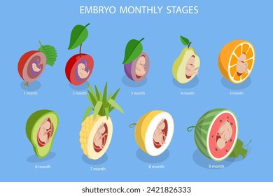 Isometric Flat Vector 3D Ilustración de las fases mensuales de crecimiento del embrión, desarrollo del feto humano