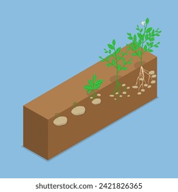 3D Isometric Flat Vector Illustration of Potatoes Reproduction Cycle, Tubers Develop from Stolon, Stems or Roots