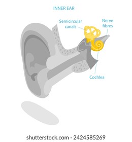 3D Isometric Flat Vector Illustration of Human Ear Anatomy, Labeled Medical Scheme. Item 1