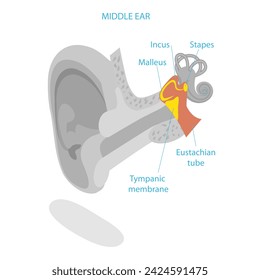 3D Isometric Flat Vector Illustration of Human Ear Anatomy, Labeled Medical Scheme. Item 2