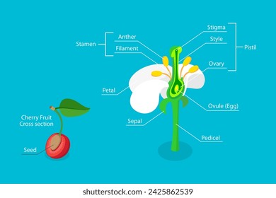 Ilustración vectorial plana isométrica 3D de la anatomía de la flor, diagrama del sistema reproductivo de la planta