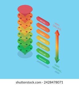 3D Isometric Flat Vector Illustration of Classification System, Major Taxonomic Ranks