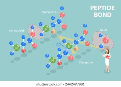 Ilustración vectorial plana isométrica 3D de enlace peptídico, estructura química de aminoácidos