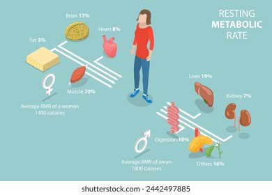 3D Isometric Flat Vector Illustration of Resting Metabolic Rate , Calories Consumption for Everyday Performances