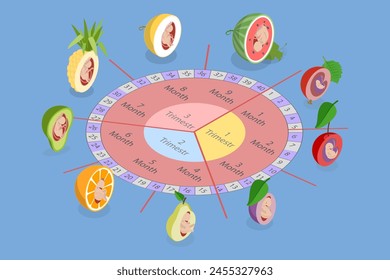 3D Isometric Flat Vector Illustration of Embryo Development, Medical Infographic Elements