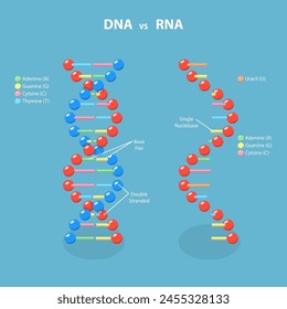 3D Isometric Flat Vector Illustration of DNA Vs RNA, Deoxyribonucleic and Ribonucleic Acid