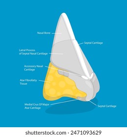 3D-isometrische flache Vektorillustration der Nasenanatomie, Anatomie Umrissdiagramm