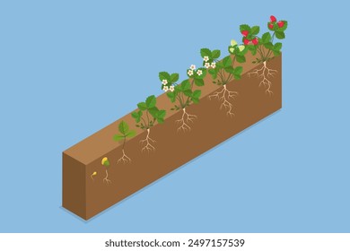 Ilustración vectorial plana isométrica 3D del desarrollo de la planta, etapas de crecimiento de la fresa