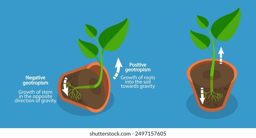 3D Isometric Flat Vector Illustration of Geotropism and Gravitropism In Plants, Movement in Response to Light