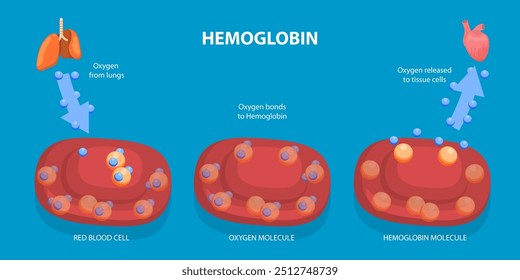 Ilustración vectorial plana isométrica 3D de la hemoglobina, su papel como transportador de oxígeno en el cuerpo