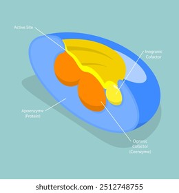 3D Isometric Flat Vector Illustration of Holoenzyme, Inactive Small Molecular Compound in Cofactor Structure