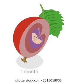 Ilustração de vetor plano isométrico 3D de fases de crescimento mensal de embriões, desenvolvimento do feto humano. Rubrica 3