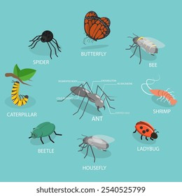 3D Isometric Flat Vector Illustration of Insect Arthropods, Invertebrates With Jointed Legs