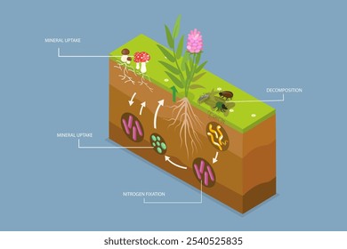 3D Isometric Flat Vector Illustration of Nutrient Cycling, Process of Nutrients Moving Through an Ecosystem