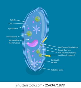 3D Isometric Flat Vector Illustration of Anatomy of Paramecium Caudatum, Educational Diagram
