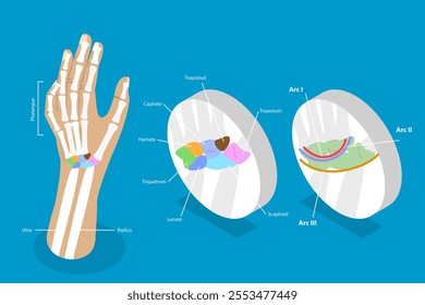 3D Isometric Flat Vector Illustration of Carpal Bones, Anatomy of Human Hand and Wrist