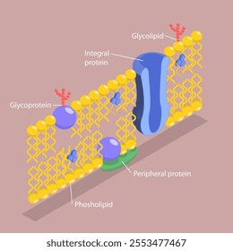 3D Isometric Flat Vector Illustration of Structure of Plasma Membrane, Anatomical Structure According To The Fluid Mosaic Model