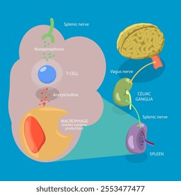 3D Isometric Flat Vector Illustration of Parasympathetic Nervous System, Medical Diagram