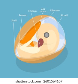 3D Isometric Flat Vector Illustration of Anatomy of Egg Embryo, Educational Schema