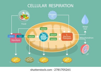 3D Isometric Flat Vector Illustration of Cellular Respiration, Displaying Glycolysis, Krebs Cycle, And Electron Transport Chain