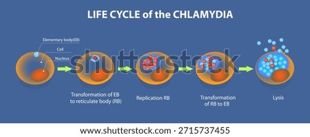 3D Isometric Flat Vector Illustration of Life Time Of Chlamydia, A Summary Of The Infection Process